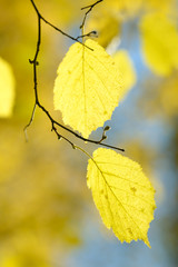 Fototapeta premium Beautiful colorful leaves in autumn forest. Red, orange, yellow, green and brown autumn leaves. Hazel foliage. Seasonal background.