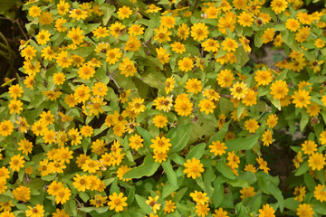 Yellow flowers