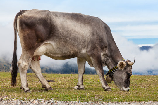 Tiroler Grauvieh