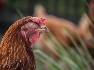 Chicken in a state of concentrate