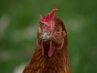 A serious face of chicken