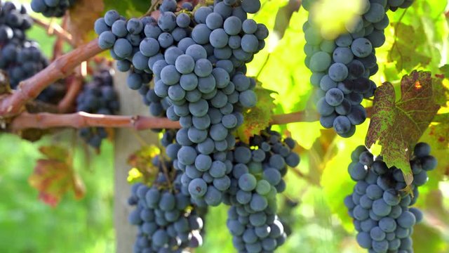 Slow motion of red wine grapes in the vineyard, biological