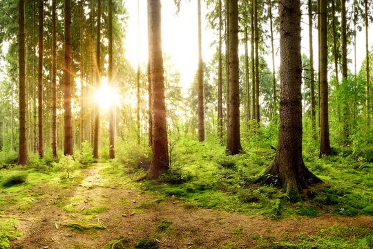 Fototapeta Wunderschöner Wald mit einem Weg und strahlender Sonne