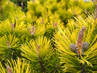Naklejka na ściany i meble Young Pine buds in spring. Pinus mugo, dwarf mountain pine, mugo pine. Pinus mugo winter gold