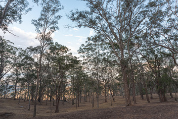 Fototapeta premium big trees at Toowoomba heritage-listed Picnic Point