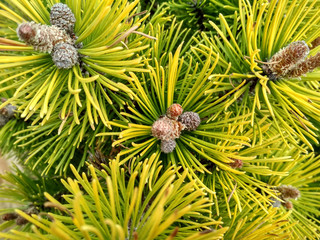 Young Pine buds in spring. Pinus mugo, dwarf mountain pine, mugo pine. Pinus mugo winter gold