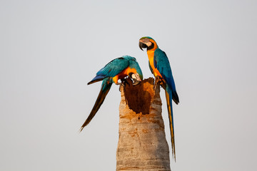 Close up of a couple of endangered Blue-and-yellow macaws on a palm tree trunk against bright sky, one looking down, Lagoa das Araras, San Jose do Rio Claro, Mato Grosso, Brazil