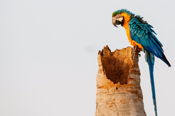 Close up of an endangered Blue-and-yellow macaw sitting on a palm tree trunk, side view, looking to left, San Jose do Rio Claro, Mato Grosso, Brazil - obrazy, fototapety, plakaty