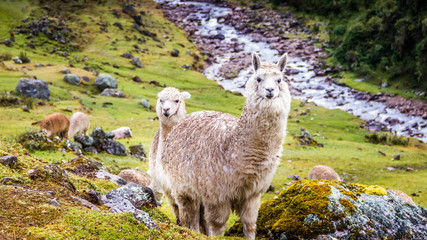 Two Alpacas staring at the Hikers along the Inca Trail, Peru