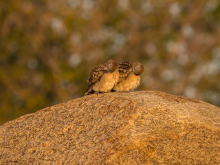 Two zebra dove clean them self