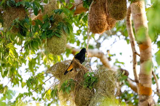 Yellow-rumped Cacique perching on his artfully woven nest in a tree surrounded by other nests, San Jose do Rio Claro, Mato Grosso, Brazil