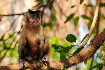Hooded Capuchin sitting upright, on a branch against defocused leaves, looking sideways, partly in the sun, Lagoa das Araras, Bom Jardim, Mato Grosso, Brazil