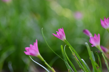 Fototapeta premium Pink flowers that bloom in the garden when looking fresh and beautiful
