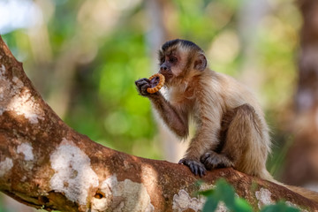 Hooded Capuchin sitting on a branch against defocused leaves, eating a just grabbed cookie, partly in the sun, Lagoa das Araras, Bom Jardim, Mato Grosso, Brazil