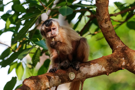 Hooded Capuchin sitting in a tree against green leaves, looking down, partly in the sun, Lagoa das Araras, Bom Jardim, Mato Grosso, Brazil