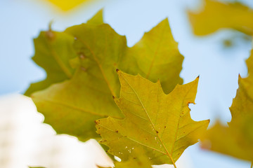 yellow maple leaves on a background