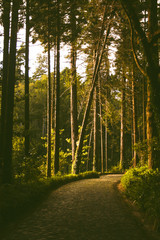 The sunny path in the green woods of pine trees with sunbeam