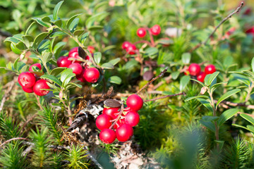 Ripe red cowberries cranberries lingonberries on moss in the autumn forest