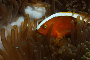 Clownfish and its anemone