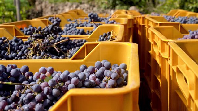 Bunch of red grapes in box during harvest