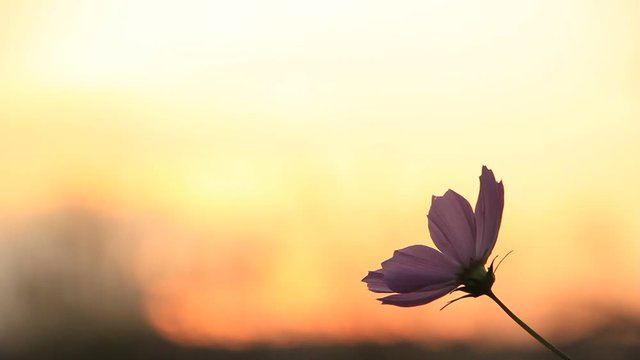 コスモスと夕焼け空