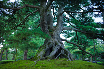 兼六園の緑の風景