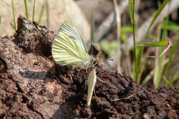 butterfly on a plant