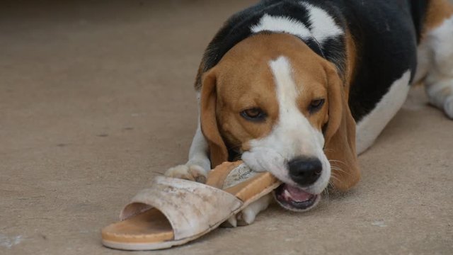 beagle cute dog bite shoes and sitting on the floor