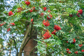 Bright rowan berries on a tree at autumn