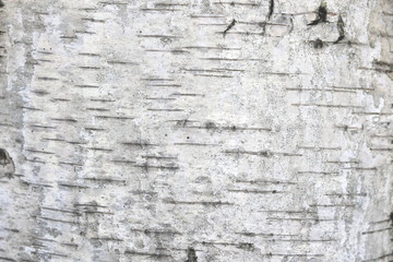 pattern of birch bark with black birch stripes on white birch bark and with wooden birch bark texture
