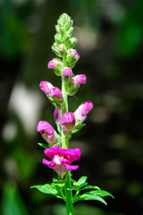 Pink dragon flowers or snapdragons or Antirrhinum in a sunny spring garden, natural background
