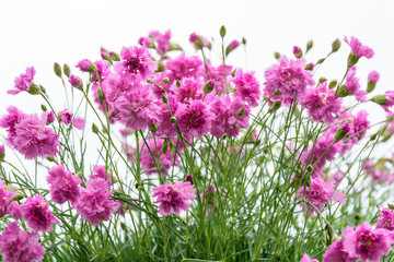 Background with fresh pink carnation flowers (Dianthus caryophyllus) and green leaves, side view