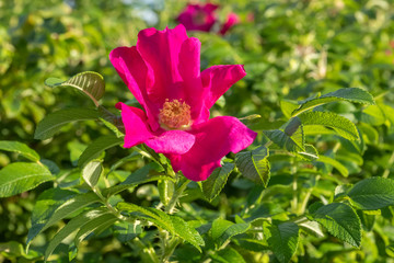 Beautiful pink dogrose flower at autumn in Finland