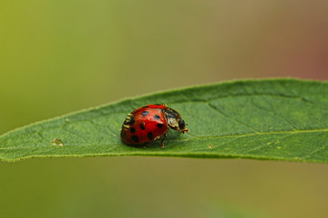 Obraz premium Ein Marienkäfer sitzt allein auf einem Blatt Nahaufnahme Coccinellidae