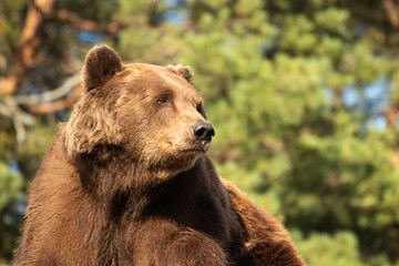 Portrait of a male brown bear green trees as background