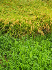 実りの田圃風景