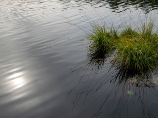 abstract picture with sun glare in water, bog lake, bog grass
