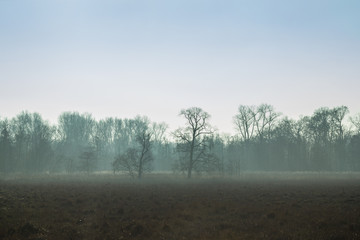 Frühnebel über feuchter Wiese im Winter mit kahlen Bäumen Winter, frühjahr