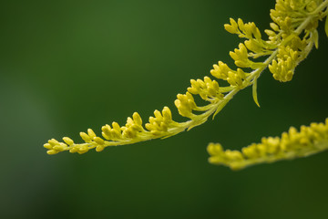 Grüne Blüte ragt vor grünem Hintergrund