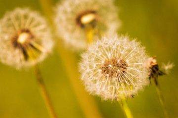 Löwenzahn als Pusteblume im Vordergrund und Hintergrund