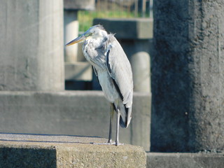川のコンクリート構造物の上に立つアオサギ