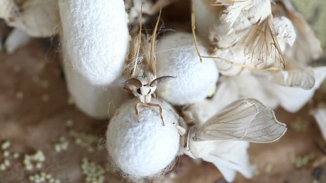 Silkworm spawn and cocoon