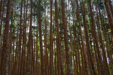 Thick and dense coniferous or pine forest with no people, only trees, front view