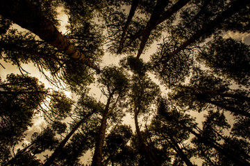 Thick and dense coniferous or pine forest with no people, only trees, low angle view