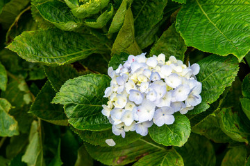 Hydrangea macrophylla, Beautiful bush of purple hydrangea flowers