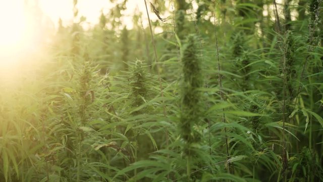 4k resolution video of close up cannabis leafs and narcotic bud in hemp plantation. With sun flare in sunset. Medicinal cannabis field. growing outdoors under sun