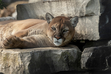 Wild Cougar Puma concolor, native American animal  known as puma, mountain lion, red tiger or...