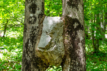 Fototapeta premium The rock grew between two trees.