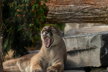 Wild Cougar Puma concolor, native American animal  known as puma, mountain lion, red tiger or...