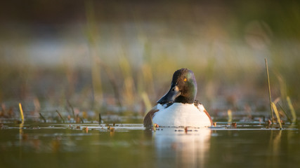 Canard Souchet